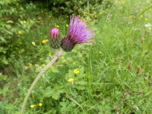 beskid wyspowy 26 (1)